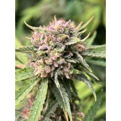 Sour Bluez genetics, Фасовка: 5+2
